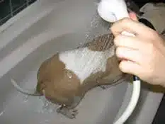 Hydrotherapy: a dog in a tub with a handheld sprayer over the kidney area