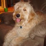BobBarker