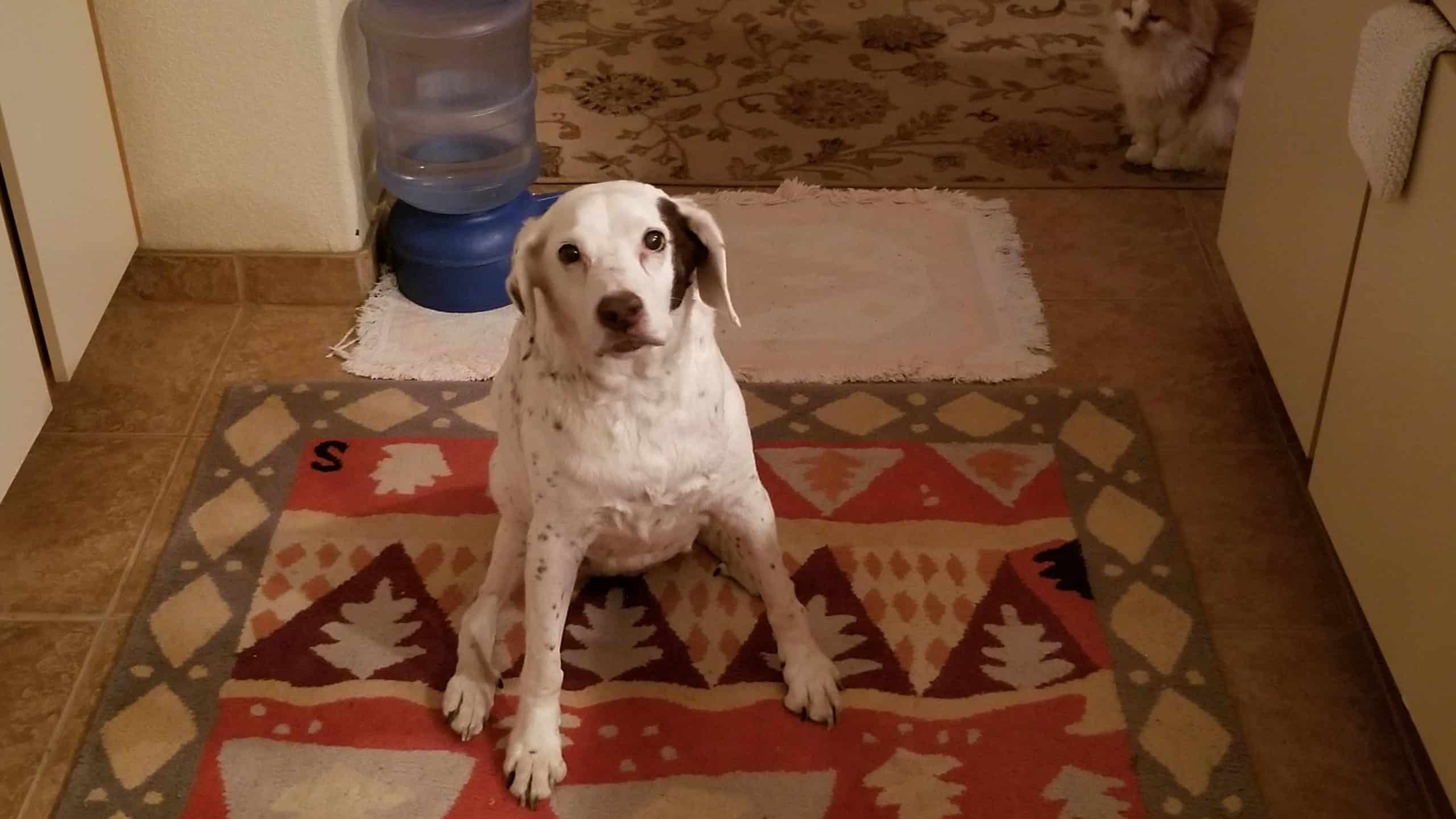 Gina