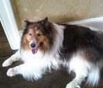 Shellie Picture