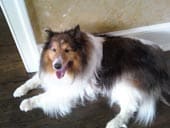 Shellie Picture