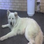 Zeus Picture