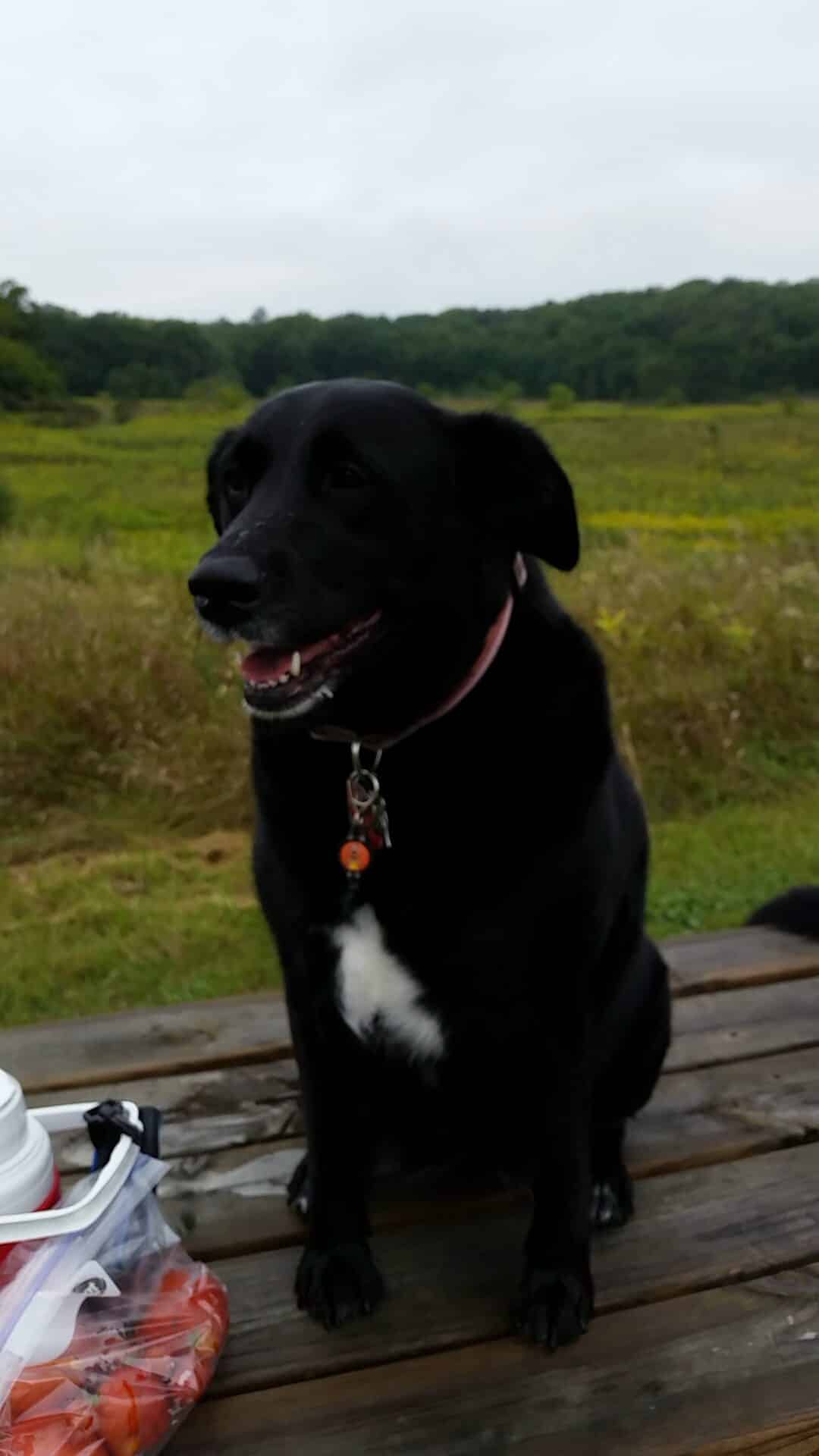 daisy